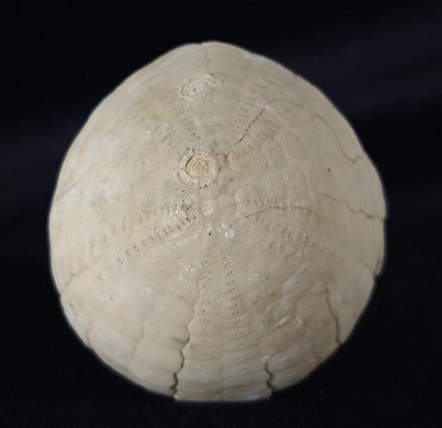 Echinocorys sulcata (GOLDFUSS 1826) - Bild &copy; FossNet FossilienStore